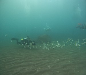 DCIM100GOPROGOPR5265.JPG