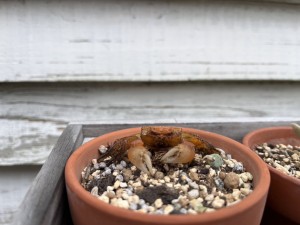 line_oa_chat_251003_195319