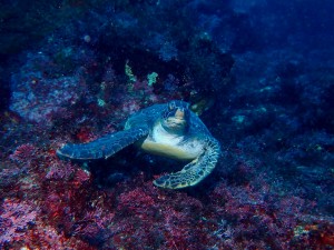 line_oa_chat_251025_183052_group_0
