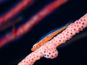 line_oa_chat_251025_185046