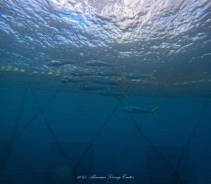 line_oa_chat_251105_114527_group_1