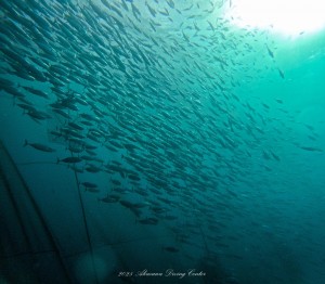 line_oa_chat_251105_114527_group_2