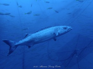 line_oa_chat_251105_114527_group_3