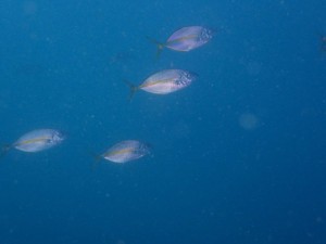 line_oa_chat_251115_173752