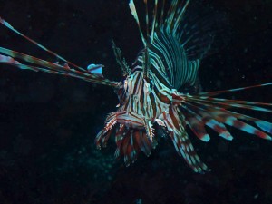 line_oa_chat_251115_191224