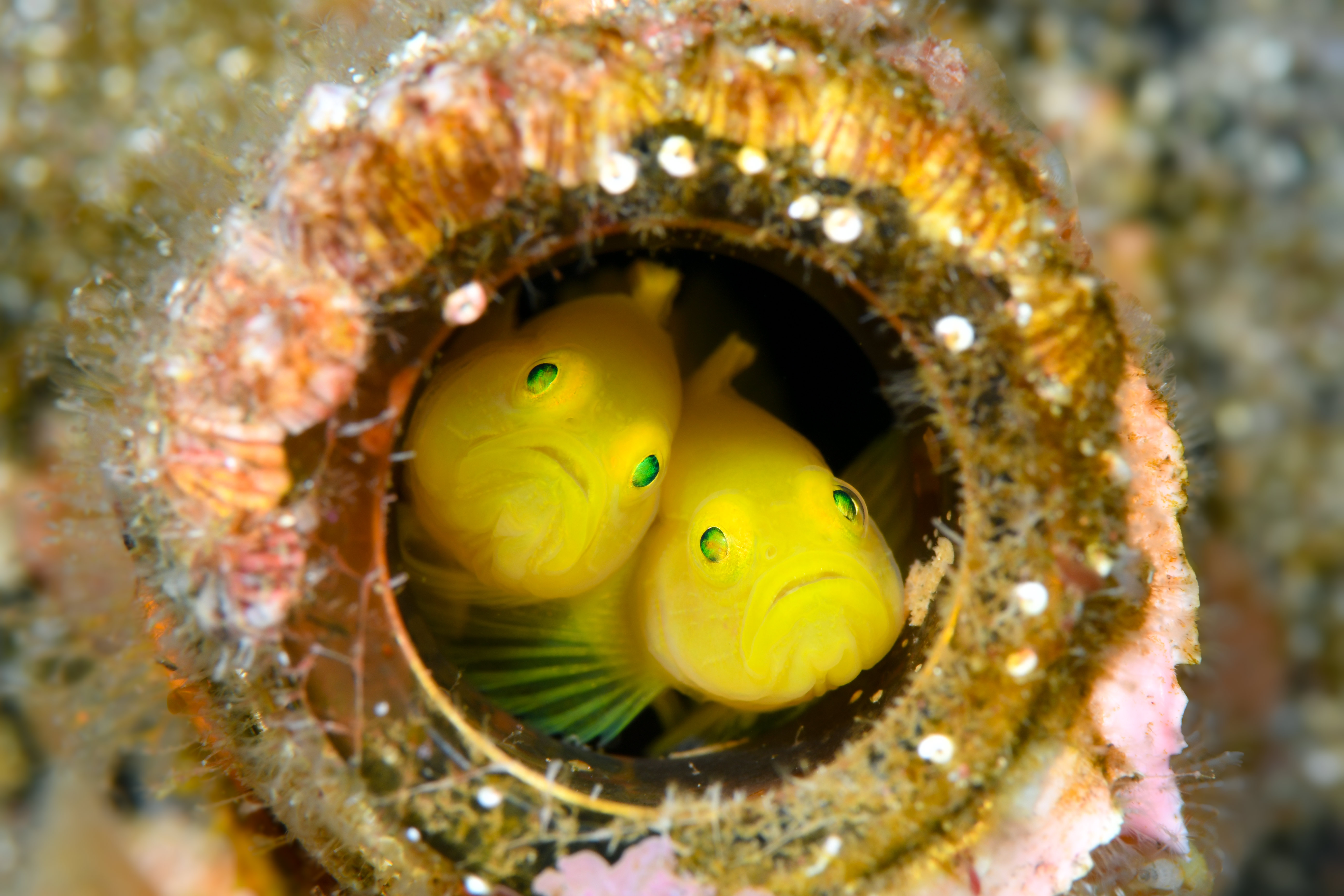 伊豆ダイビングツアー in 井田 | ohanawith