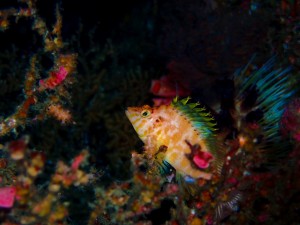 line_oa_chat_251206_175135_group_6