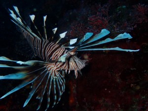 line_oa_chat_251206_191855