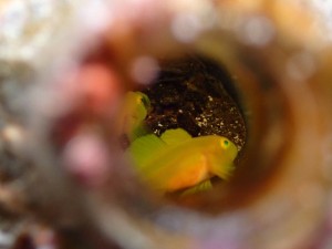 line_oa_chat_251209_173028