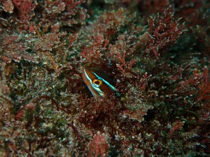 line_oa_chat_251216_181330