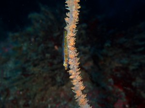 line_oa_chat_251216_181341