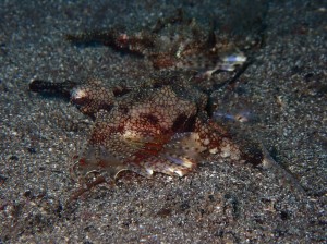 line_oa_chat_251216_181346