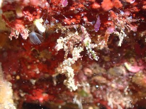 line_oa_chat_251228_174035