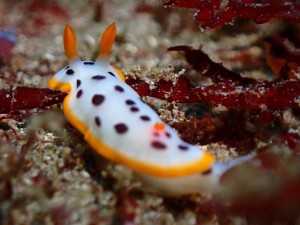 line_oa_chat_251228_174105