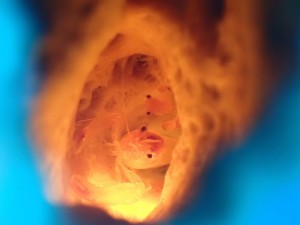 line_oa_chat_251228_180517