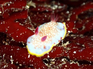 line_oa_chat_251228_180533