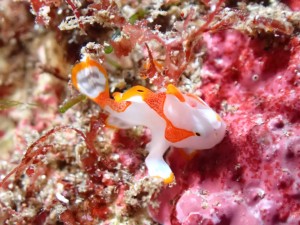 line_oa_chat_251228_180554