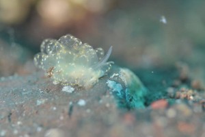 LINE_ALBUM_バリ素材_260122_5