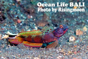 LINE_ALBUM_バリ素材_260122_38