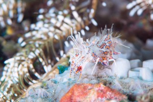 LINE_ALBUM_バリ素材_260122_24