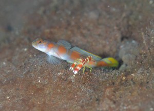 LINE_ALBUM_バリ素材_260122_40