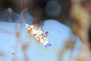 LINE_ALBUM_バリ素材_260122_7