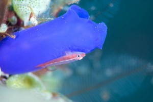 LINE_ALBUM_バリ素材_260122_21