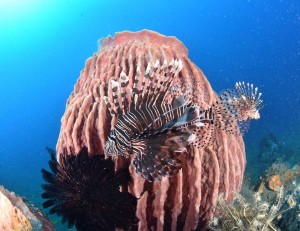 LINE_ALBUM_バリ素材_260122_4