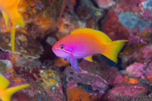 LINE_ALBUM_バリ素材_260122_23