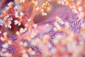 LINE_ALBUM_バリ素材_260122_19