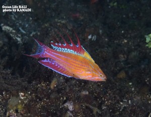 LINE_ALBUM_バリ素材_260122_32