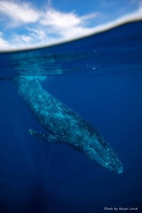 line_oa_chat_260109_214113