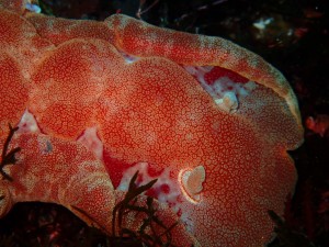 line_oa_chat_260117_194143