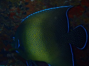 line_oa_chat_260117_194147