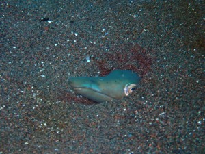 line_oa_chat_260117_194200