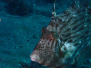 line_oa_chat_260117_194208