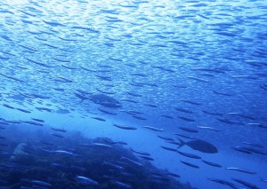 line_oa_chat_260122_161013