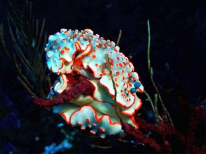 line_oa_chat_260125_174504