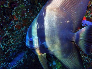 line_oa_chat_260125_180623