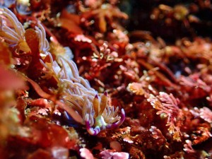 line_oa_chat_260125_180626