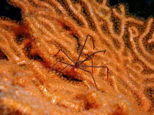 line_oa_chat_260125_180649