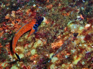 line_oa_chat_260125_180657