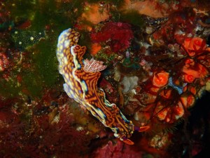 line_oa_chat_260126_183811