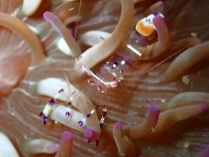 line_oa_chat_260126_183814