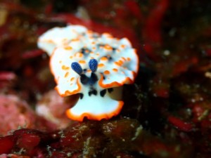 line_oa_chat_260126_183817