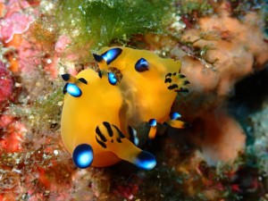 line_oa_chat_260126_183823