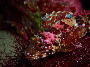 line_oa_chat_260211_193719