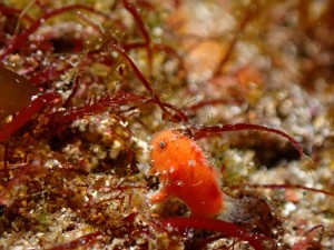 line_oa_chat_260211_193730