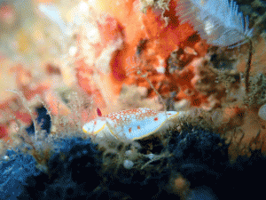 line_oa_chat_260221_181721