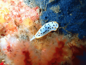 line_oa_chat_260221_181726